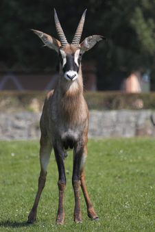 Gazing Roan Antelope Stock Images