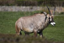 Roan Antelope Royalty Free Stock Photo
