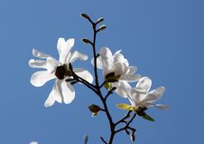 Magnolia White Stock Image Magnolia White Stock Image