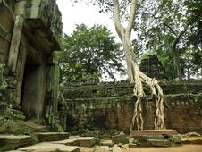 Big Tree Royalty Free Stock Photo Big Tree Royalty Free Stock Photo
