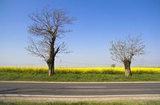 Landscape - Yellow Field And Two Trees Royalty Free Stock Images Landscape - Yellow Field And Two Trees Royalty Free Stock Images