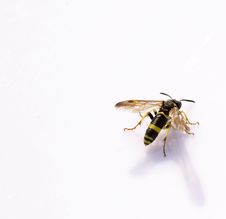 Wasp Royalty Free Stock Photography Wasp Royalty Free Stock Photography