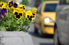 Pansy In Urban Area Royalty Free Stock Image Pansy In Urban Area Royalty Free Stock Image