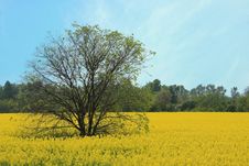 Rape Field In Full Bloom Stock Photos Rape Field In Full Bloom Stock Photos