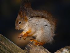 Red Squirrel Stock Photo Red Squirrel Stock Photo