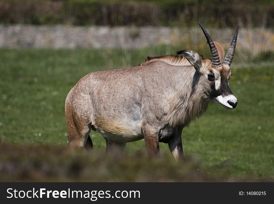 The Roan Antelope (Hippotragus equinus) is a savanna antelope found in West, Central, East Africa and Southern Africa. Roan Antelope stand about a metre and half at the shoulder and weigh around 250 kilograms. Named for the roan' colour (a reddish brown), they have a lighter underbelly, white eyebrows and cheeks and a black face, lighter in females. There is a short erect mane, a very light beard and prominent red nostrils. The horns are ringed and can reach a metre long in males, slightly shorter in females. They arch backwards slightly.