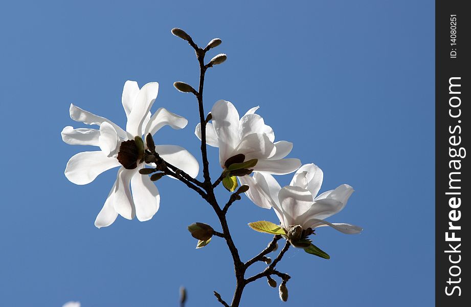 Magnolia white - Europe first to spring flowers