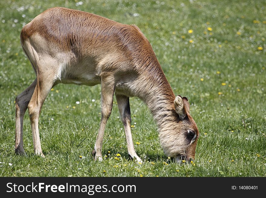 Young Nile Lechwe Feeding On Grass