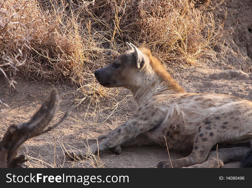 Photographed in the Ngala reserve in South Africa. Photographed in the Ngala reserve in South Africa