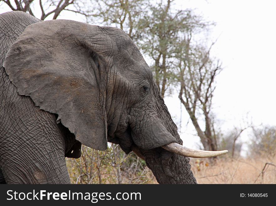 African Elephant- Profile
