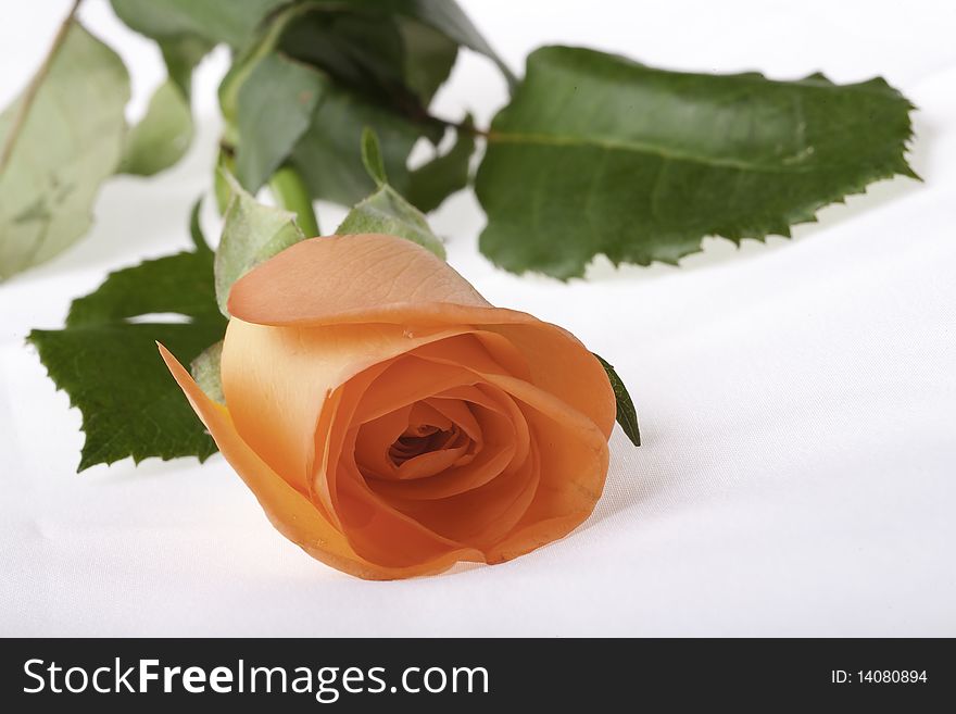 A single orange rose close up on white background with green leaves and stem. A single orange rose close up on white background with green leaves and stem