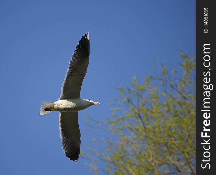 Lesser Black-backed gull soaring towards small green forest