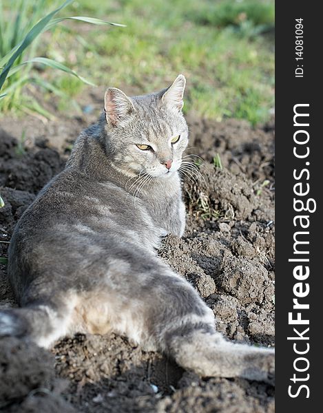 Lazy grey cat laying at garden and looking at camera