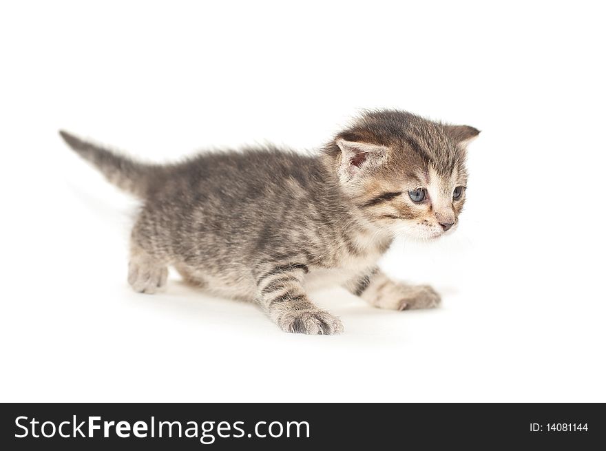 Little two week kitten on white background