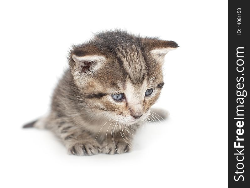 Little two week kitten on white background