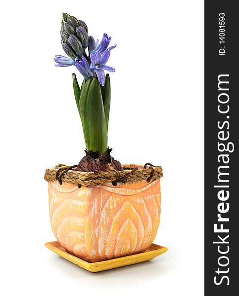 Blue hyacinth in flowerpot isolated on white background. Blue hyacinth in flowerpot isolated on white background