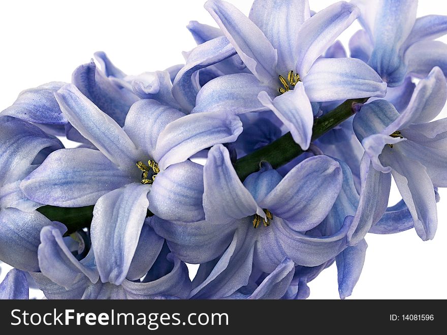 Blue hyacinth isolated on white background closeup. Blue hyacinth isolated on white background closeup