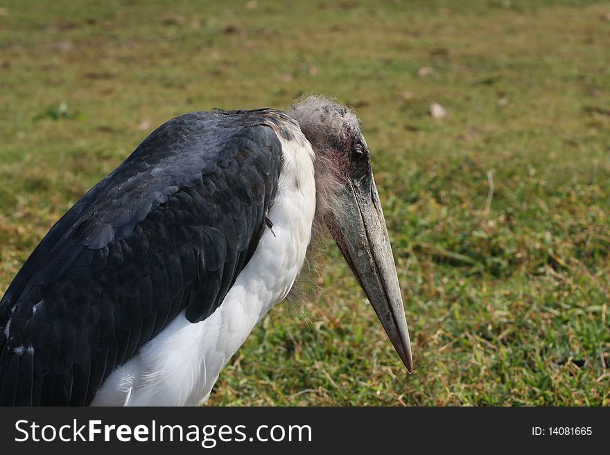 The bird look for food.