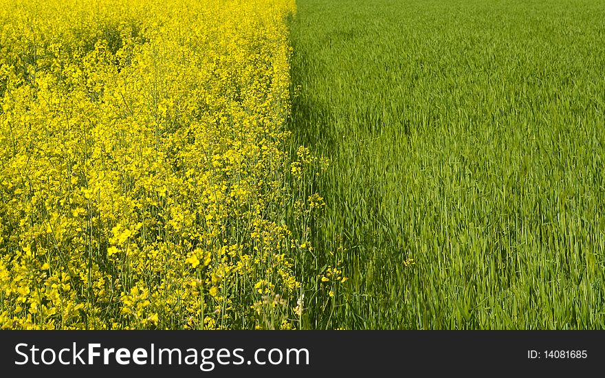 Spring in colors, photo taken on a trip in Romania