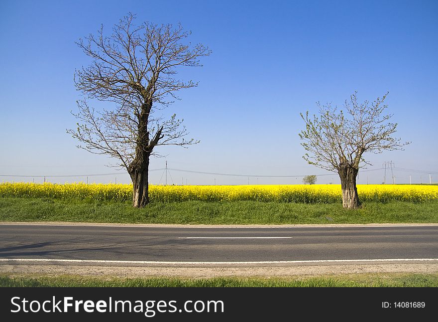 Landscape - yellow field and two trees