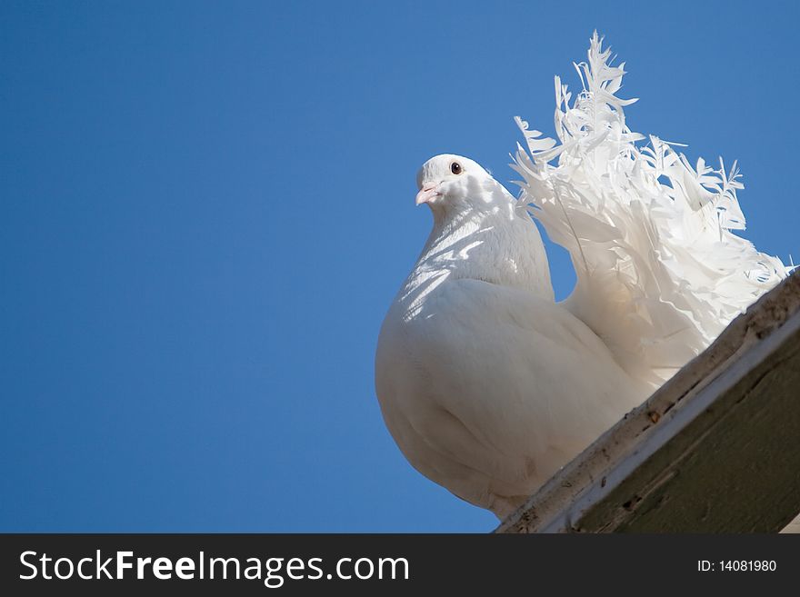 A white dove resting on the roof