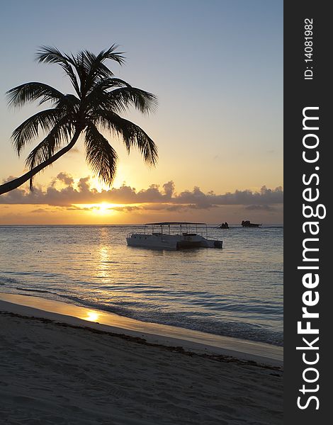 A catamaran and a palm tree at sunrise. A catamaran and a palm tree at sunrise