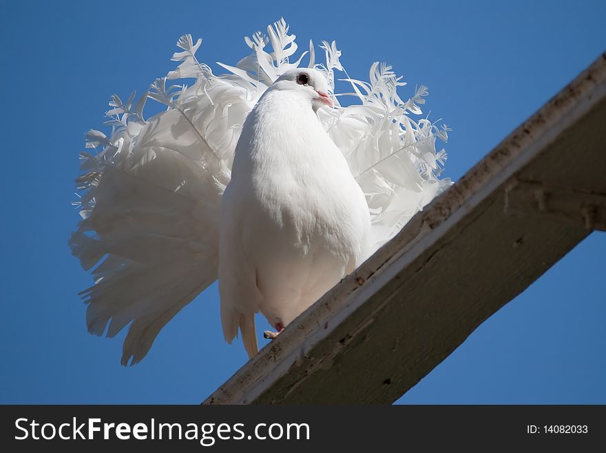 A white dove resting on the roof. A white dove resting on the roof