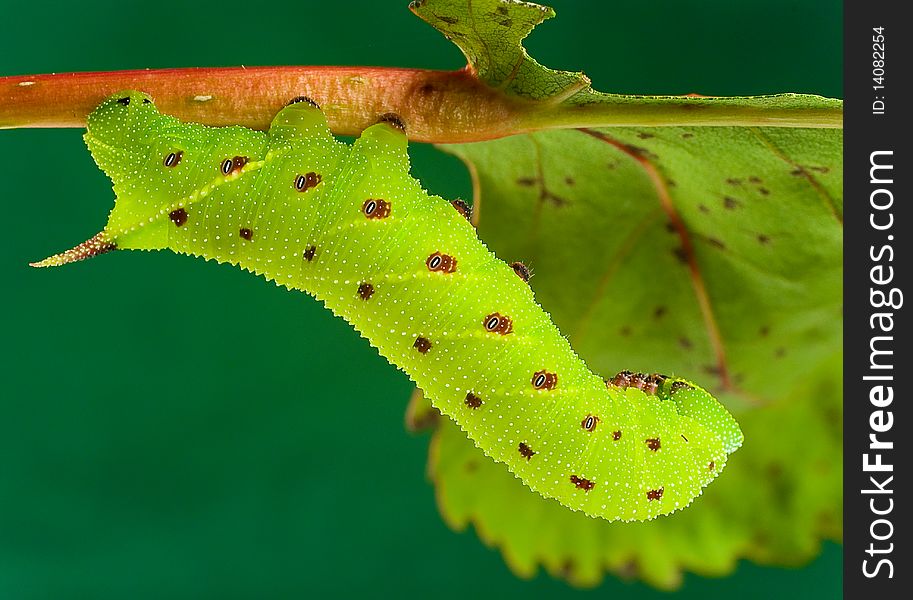 A horntail caterpillar resting on a branch