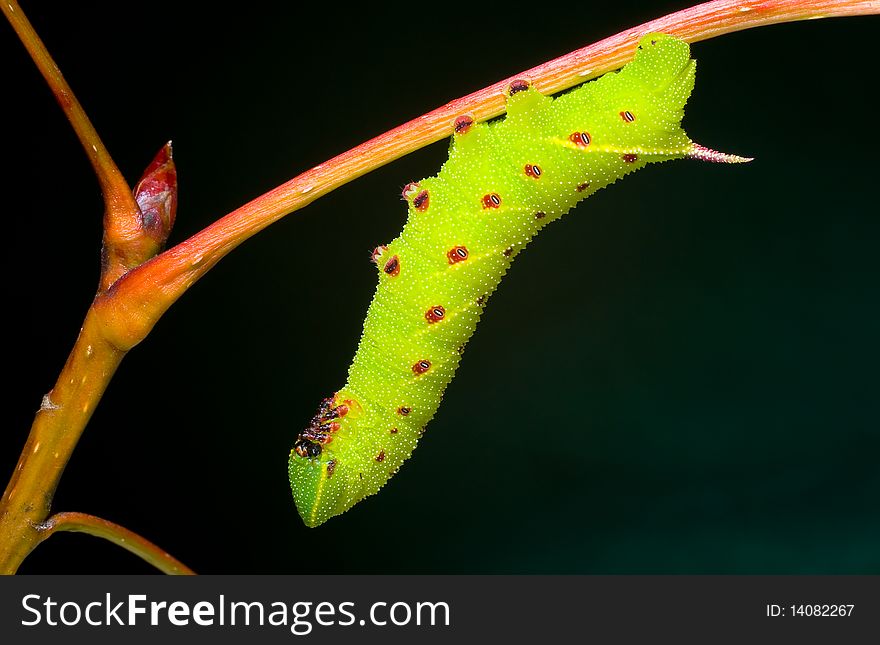 A horntail caterpillar resting on a branch