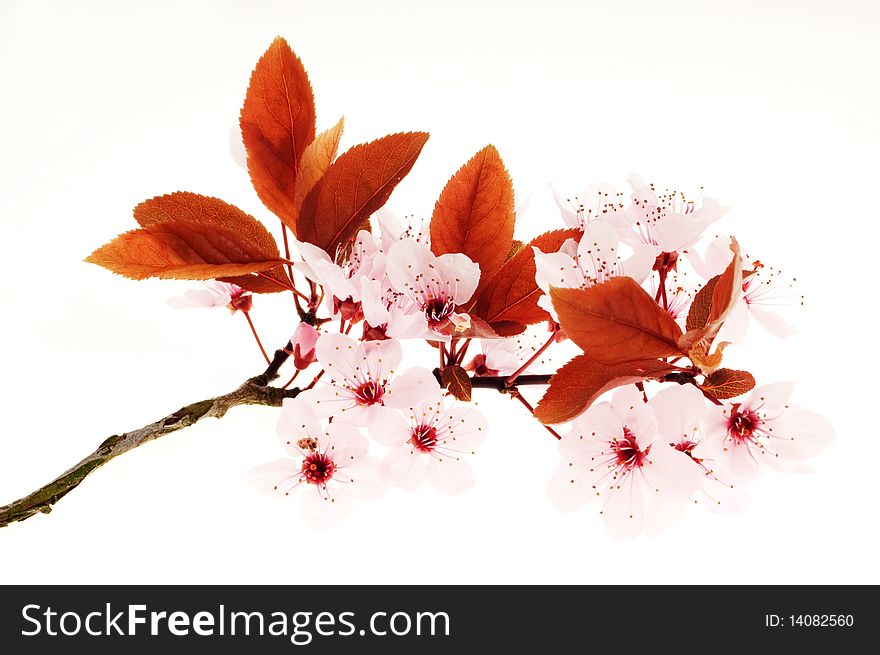 A branch with pink colored blossom and reddish leafs. A branch with pink colored blossom and reddish leafs