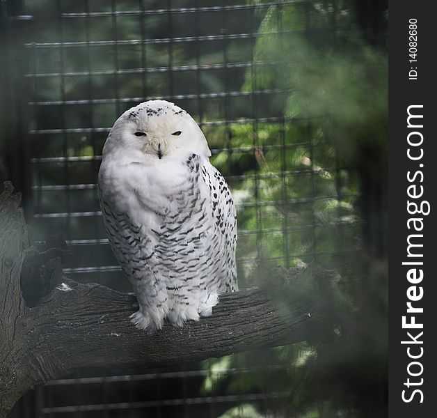 White owl sitting on tree in zoo environment