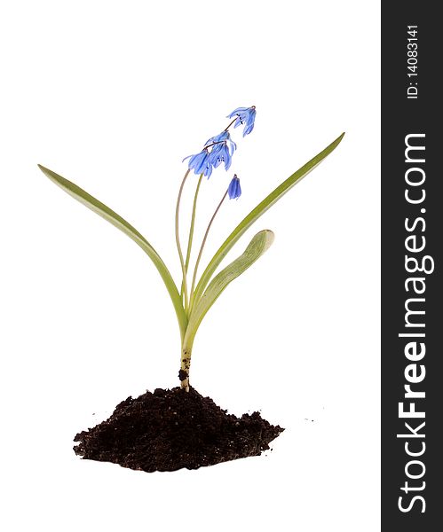 Blue flower with the earth on a white background, is isolated. Blue flower with the earth on a white background, is isolated.