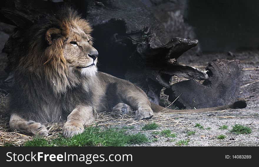 Big wild cat animal in zoo. Big wild cat animal in zoo