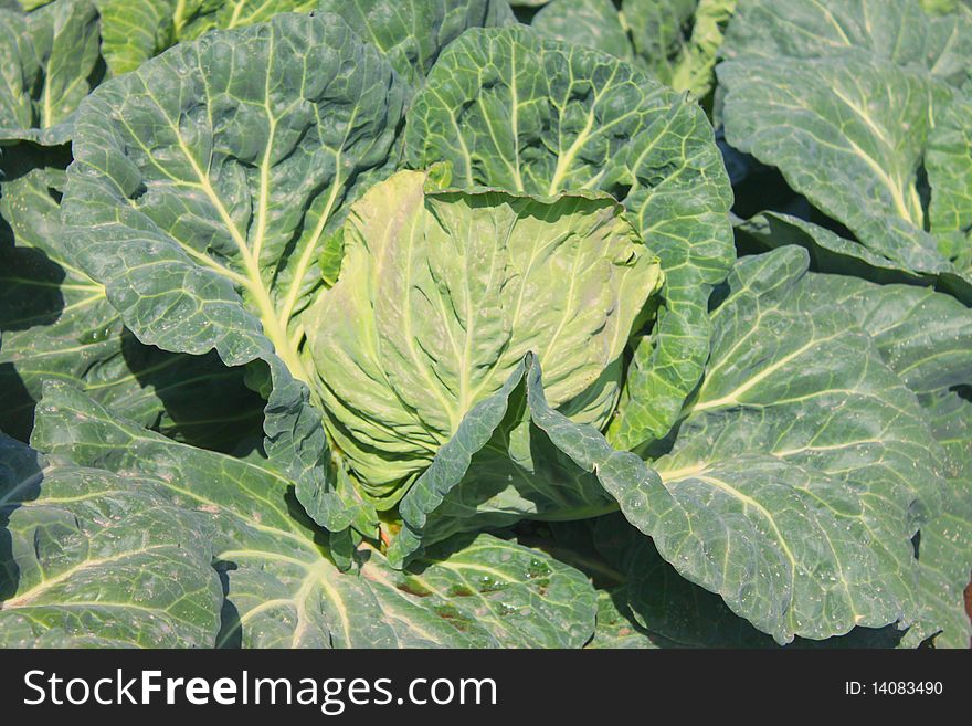One leafy green cabbage ready to harvest . One leafy green cabbage ready to harvest .