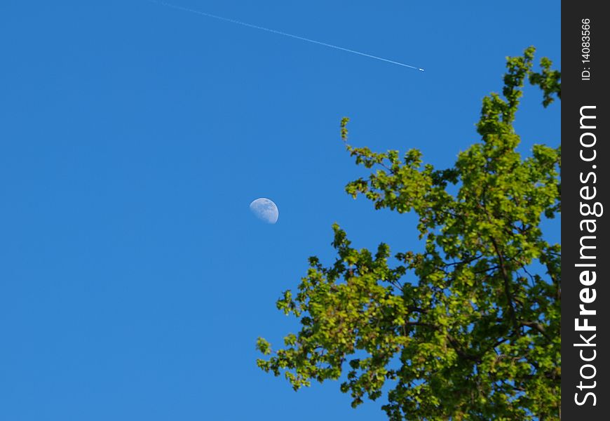 Moon, plane and tree on one picture. Moon, plane and tree on one picture