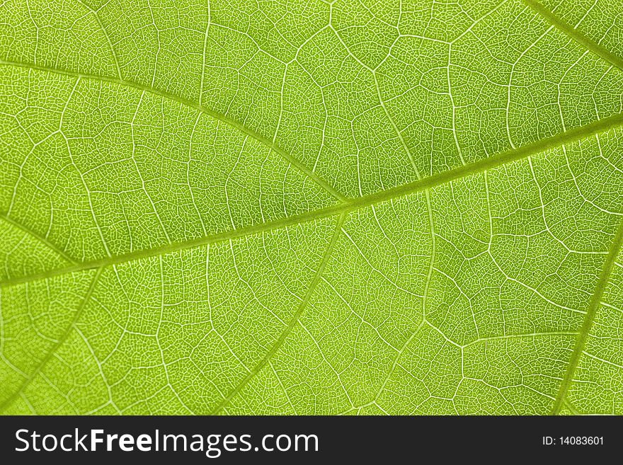 Surface of a green leaf. Macro shot