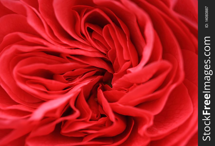 Close up of petals of a red flower