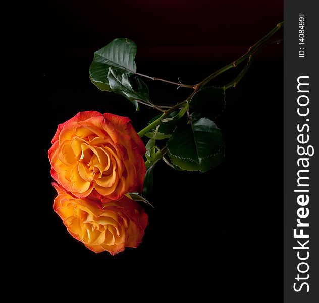 Close up of rose with reflection over black background. Close up of rose with reflection over black background