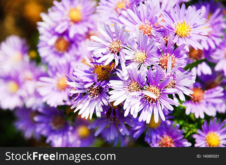 Purple Flower