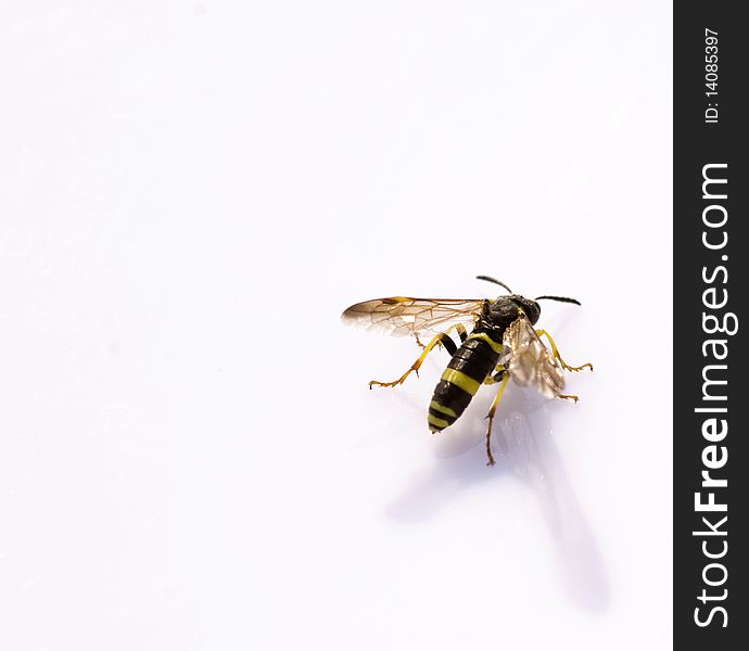 Closeup on a beautiful small wasp, reflected on a white background