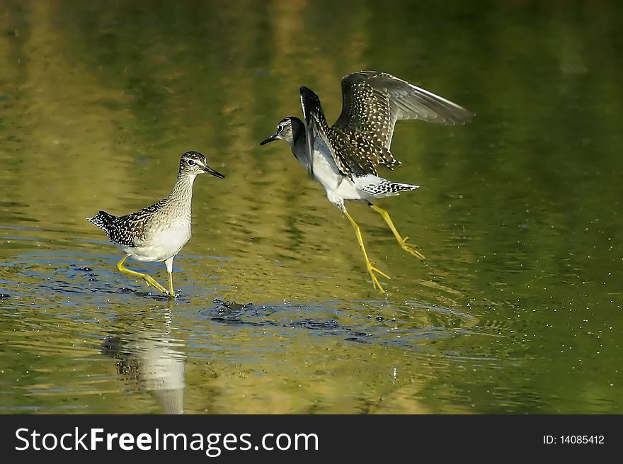 Wood Sandpipers (tringa Glareola)