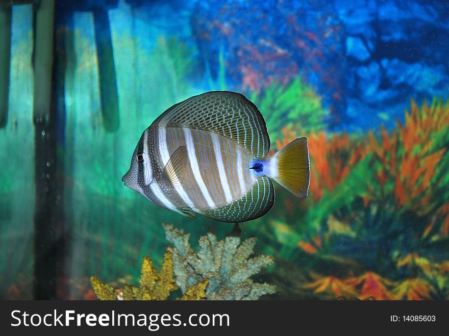 Fish Zebrasoma desjardinii in aquarium with plants