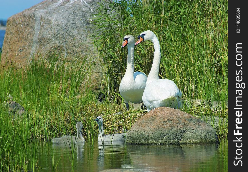 A photo of mute swans with nestlings