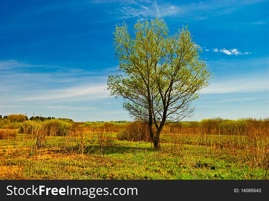 Countryside spring meadow tree view