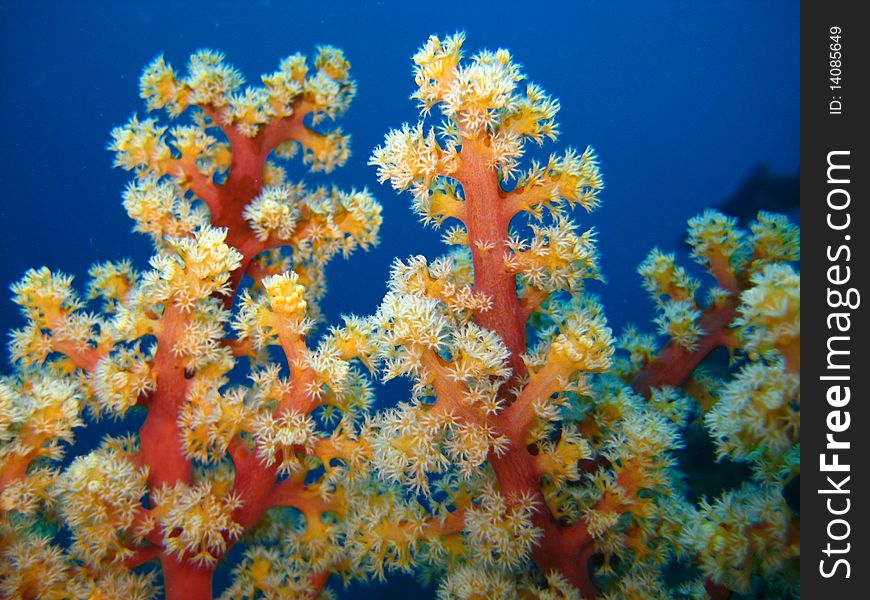 It's an kind of soft corals. It's an kind of soft corals.