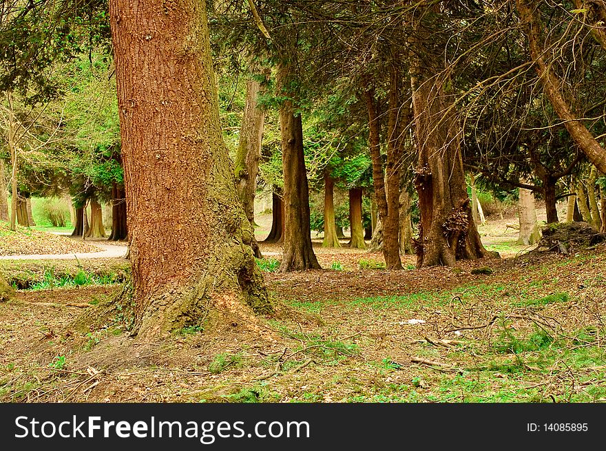 Park trees at spring and path