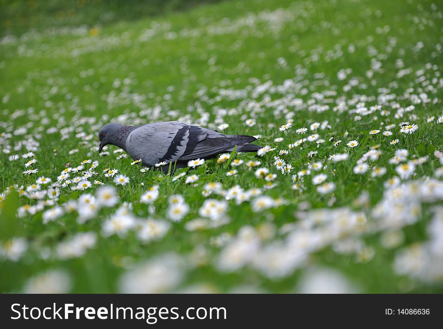 Pigeon on the green grass that is covered with white flowers. Pigeon on the green grass that is covered with white flowers