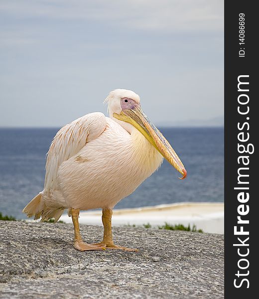 White Pelican In The Background Of The Sea