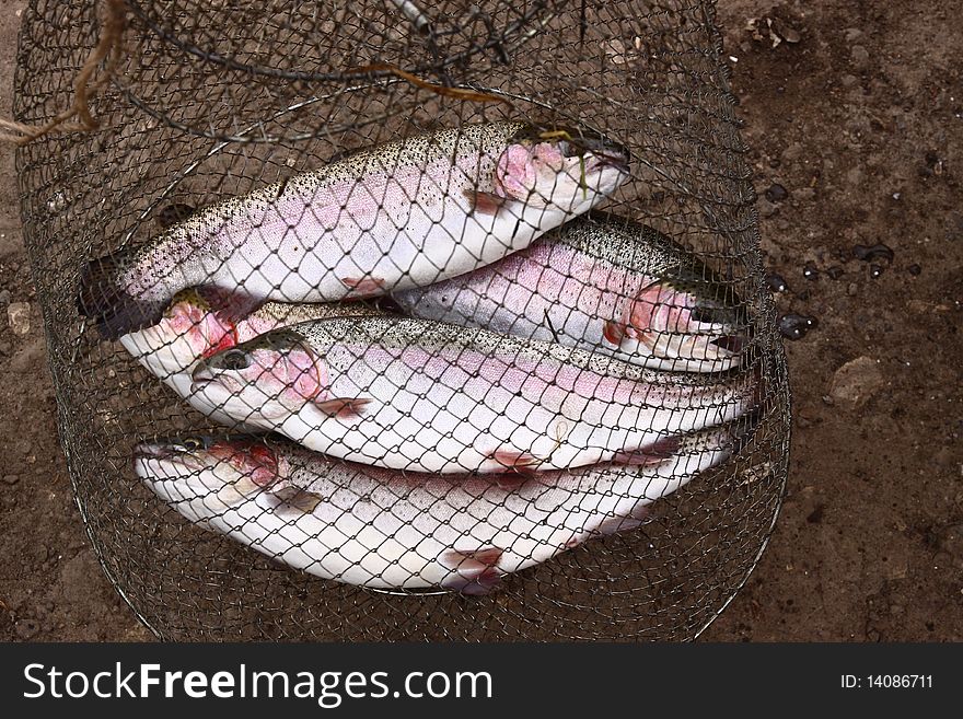 several catching trout fishes on a grass background