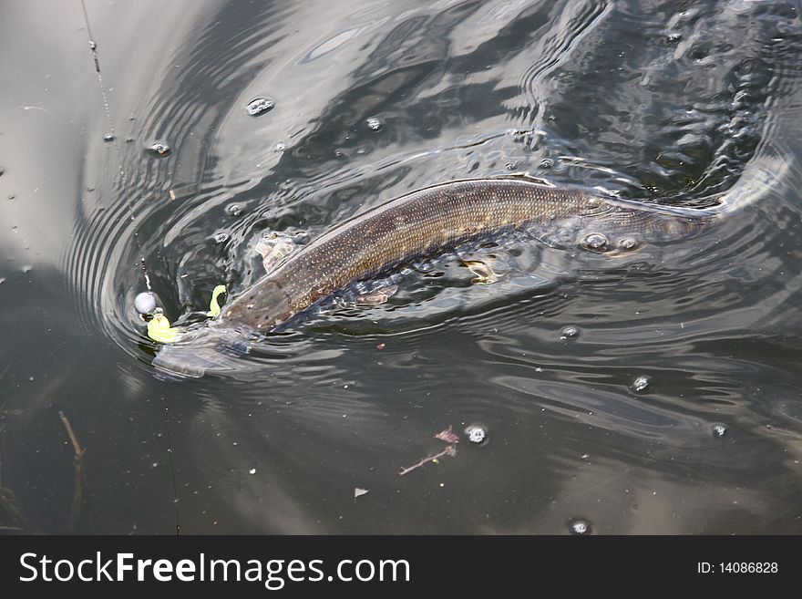 Catching Trout Fish With Tackle Into A Water